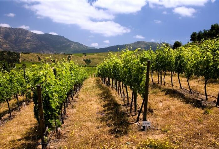 Vinhedo em Colchagua, no Chile.