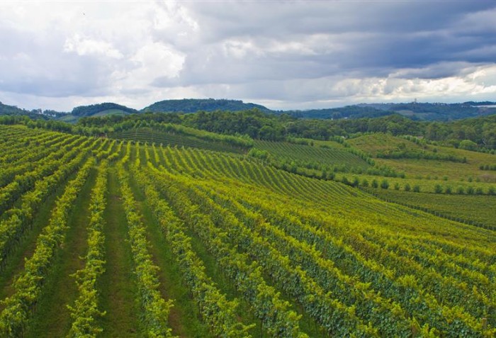 Vinhedo no Rio Grade do Sul, no Brasil.