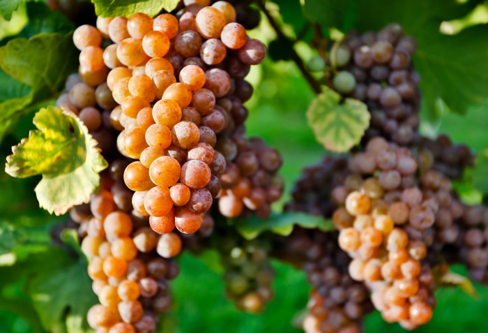 Cachos de uvas no alto