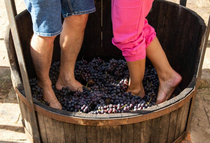 Pessoas pisando em uvas em uma experiência de hotel vinícola.